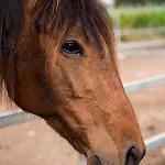 Il Contadino Фермерский дом *