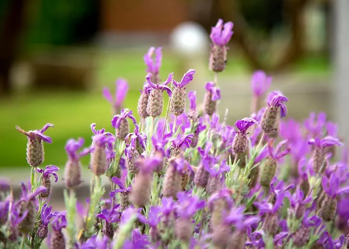 Il Contadino * אוטרנטו